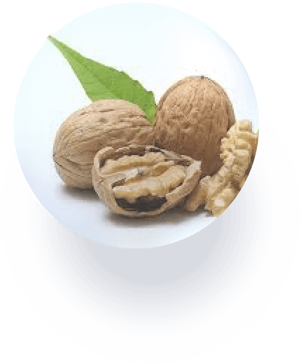 Juglans Regia (Walnut) Seed Extract